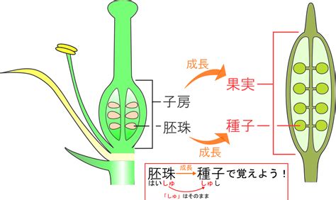 子房 成長|7